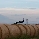 La Fattoria Del Boschetto Venkovský dům *