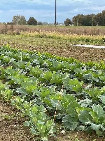 La Fattoria Del Boschetto *