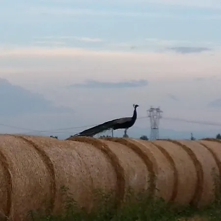 La Fattoria Del Boschetto Hétvégi ház *