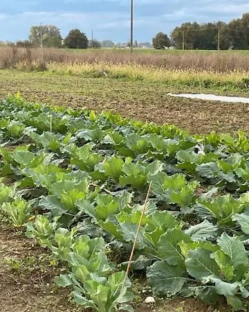 La Fattoria Del Boschetto *